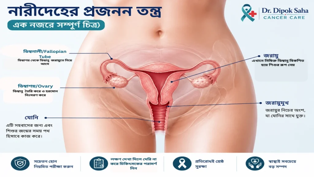 নারীদের প্রজনন তন্ত্রের বাংলা মেডিকেল infographic যেখানে জরায়ু, জরায়ুমুখ, ডিম্বাশয় ও ফ্যালোপিয়ান টিউব দেখানো হয়েছে